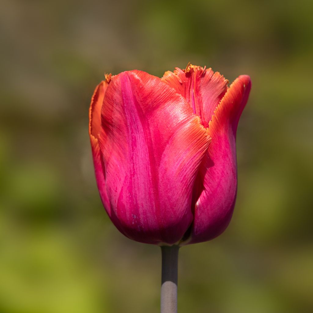 Tulipe dentelée Louvre Orange