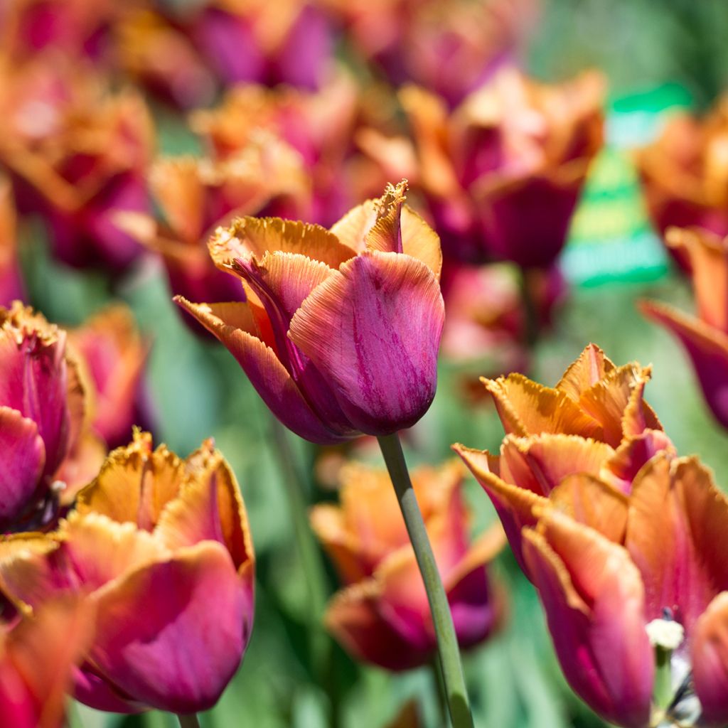 Tulipe dentelée Louvre Orange