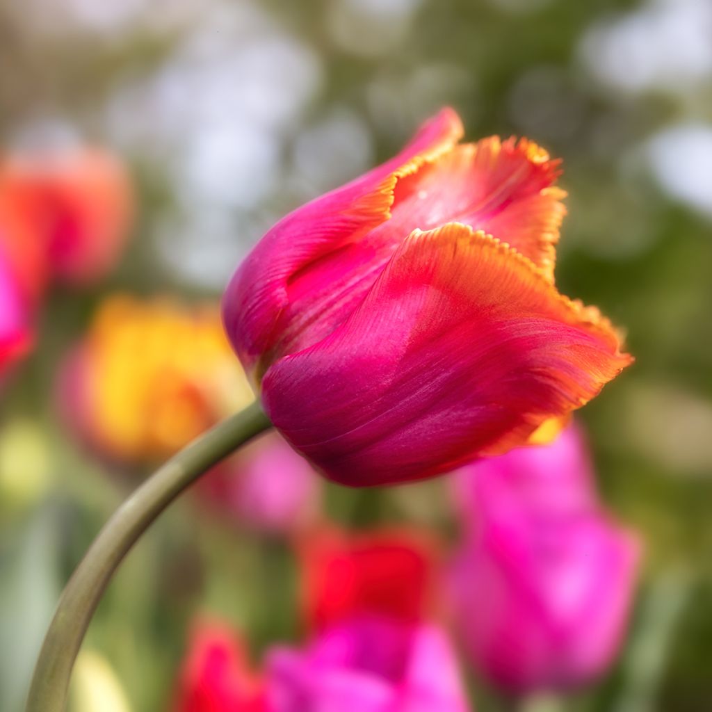 Tulipe dentelée Louvre Orange