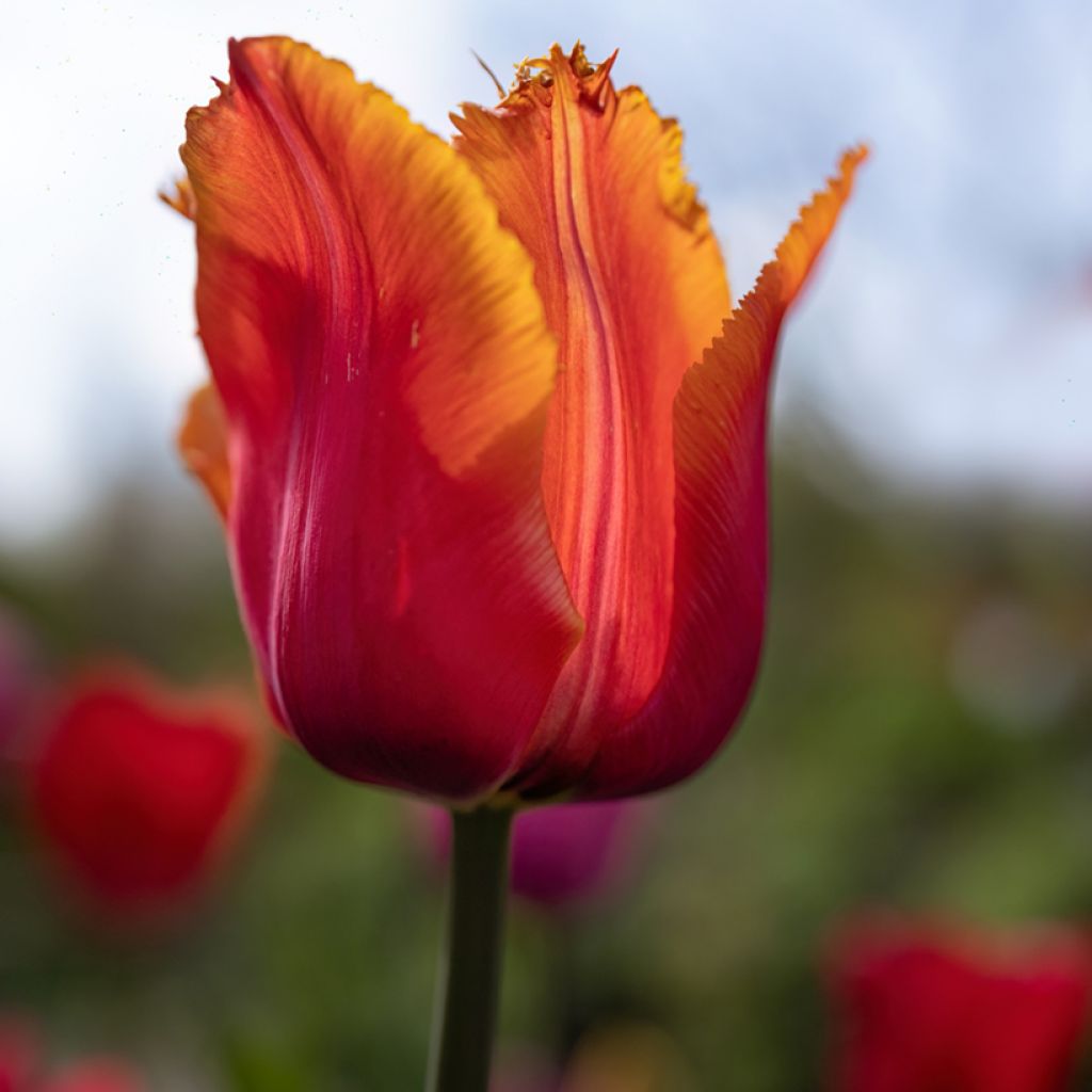 Tulipe dentelée Louvre Orange - bulbes
