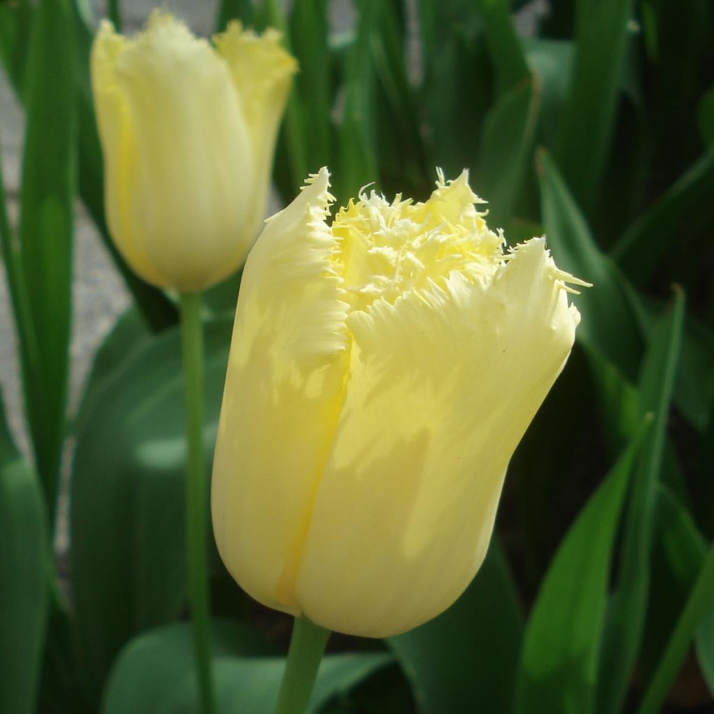 Tulipe dentelée Maja