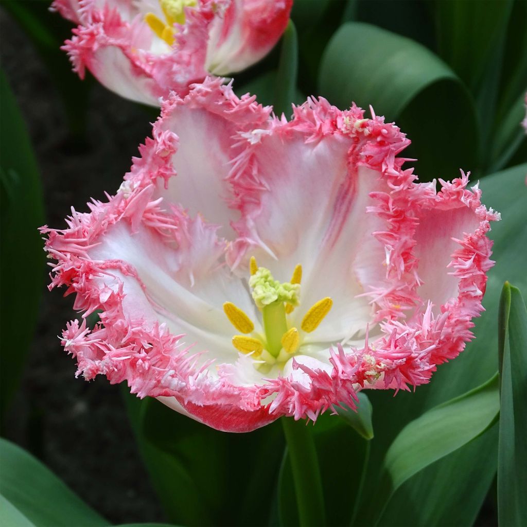 Tulipe dentelée Neglige