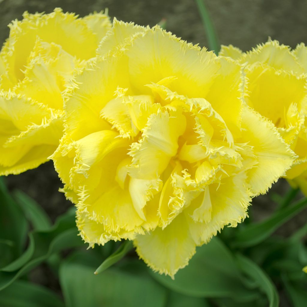 Tulipe dentelée double Exotic Sun