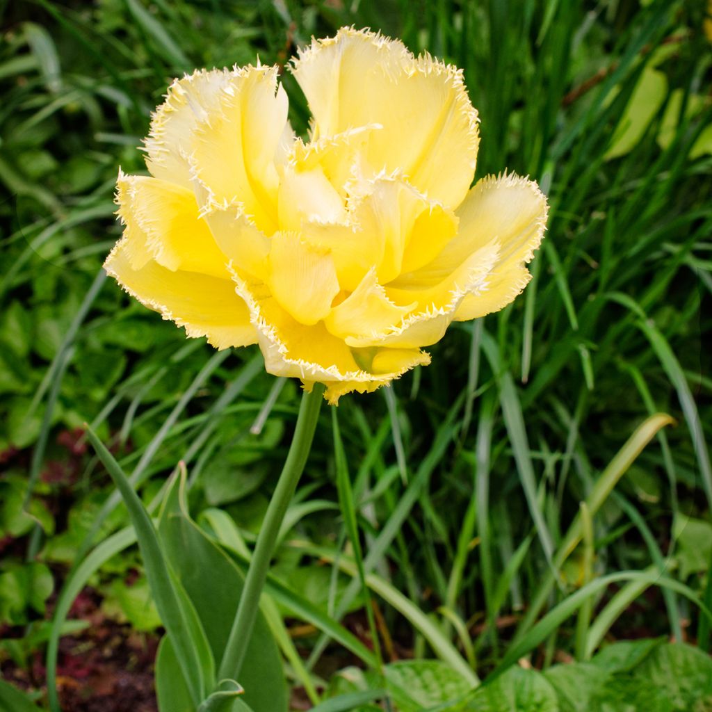 Tulipe dentelée double Exotic Sun