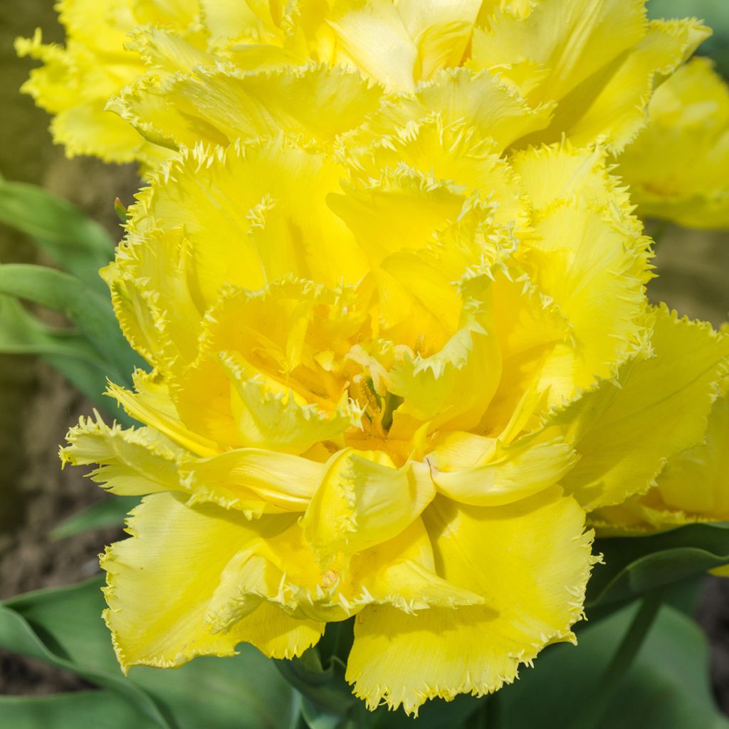 Tulipe dentelée double Exotic Sun