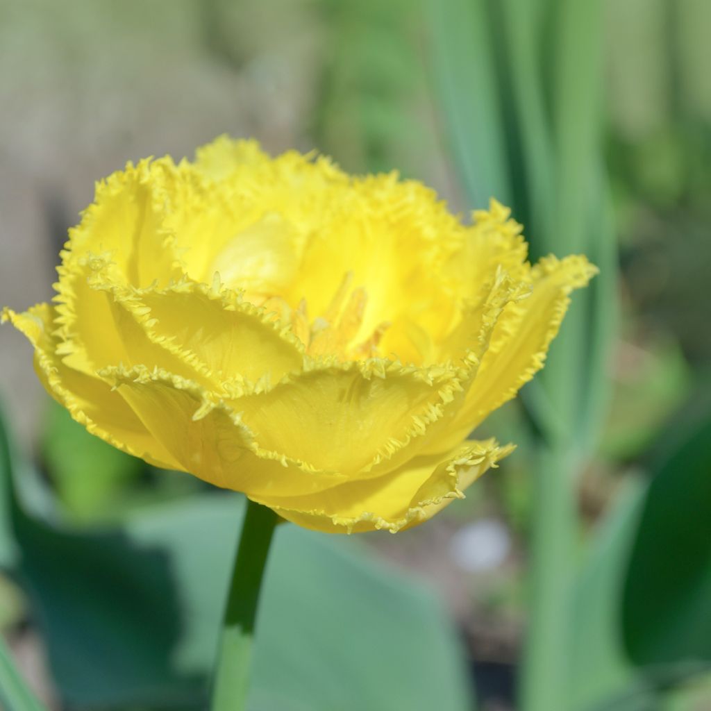 Tulipe dentelée double Exotic Sun