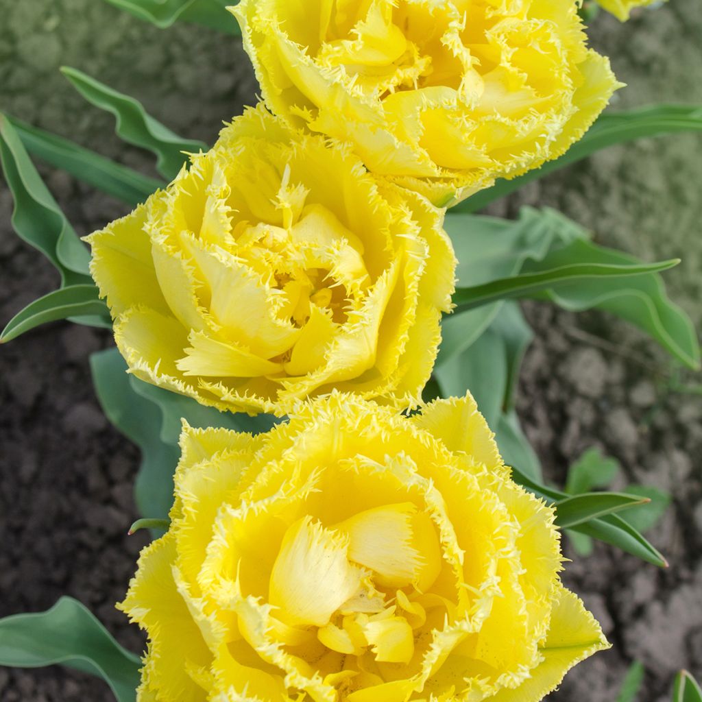 Tulipe dentelée double Exotic Sun