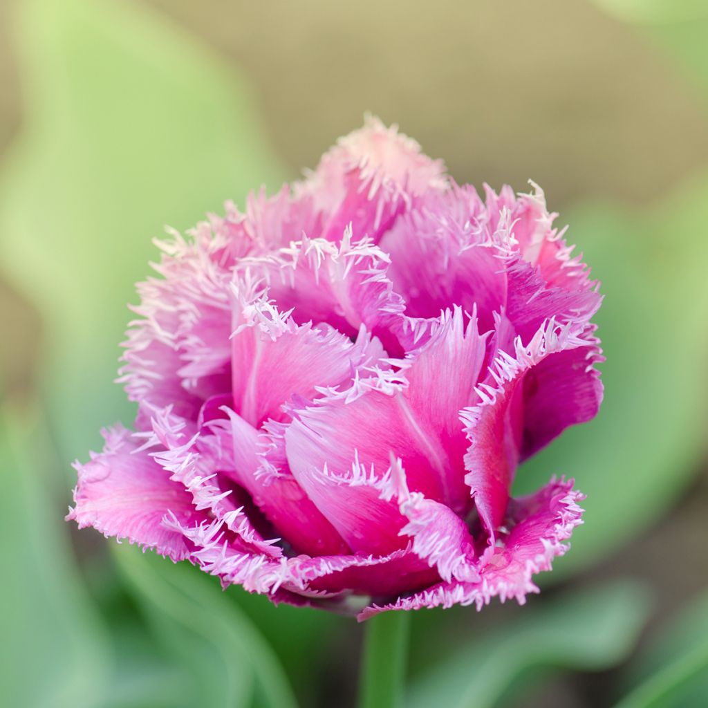 Tulipe dentelée double Mascotte