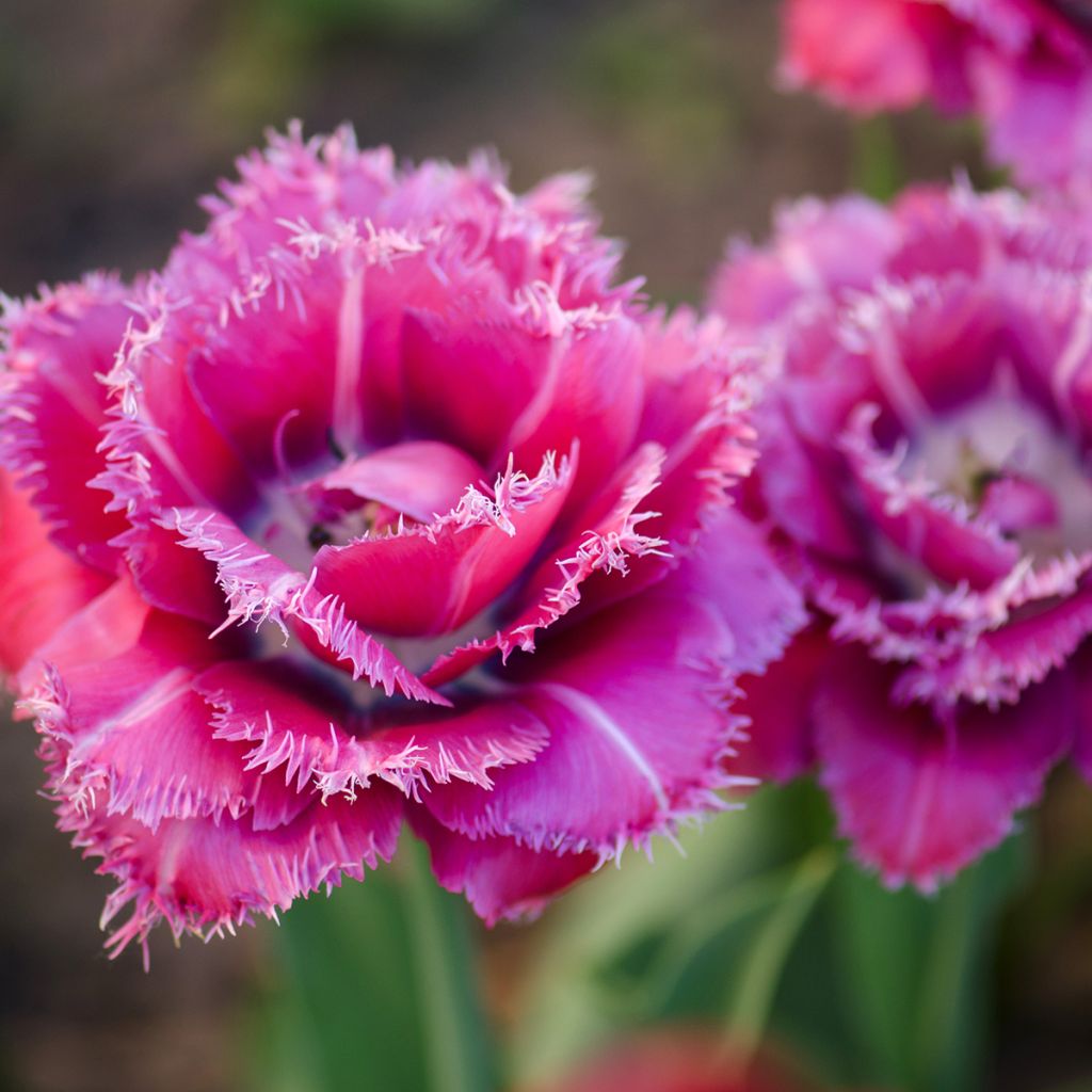 Tulipe dentelée double Mascotte