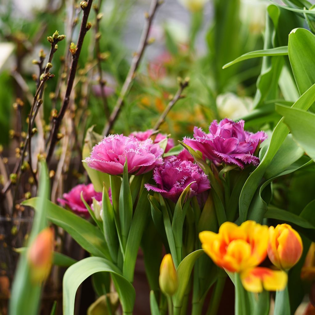 Tulipe dentelée double Mascotte