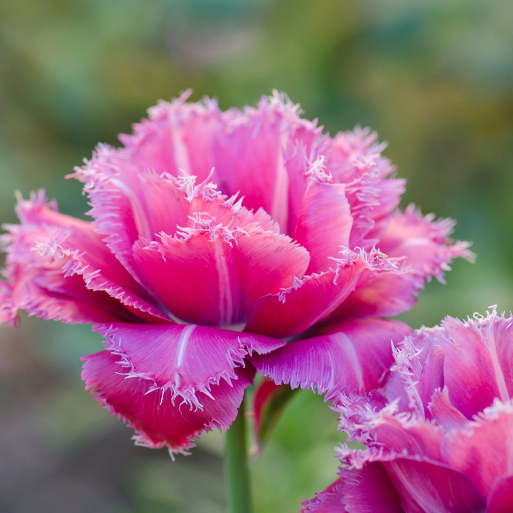 Tulipe dentelée double Mascotte