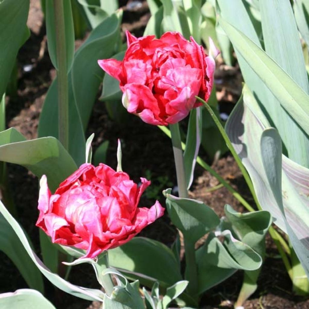 Tulipe Double Eternal Flame