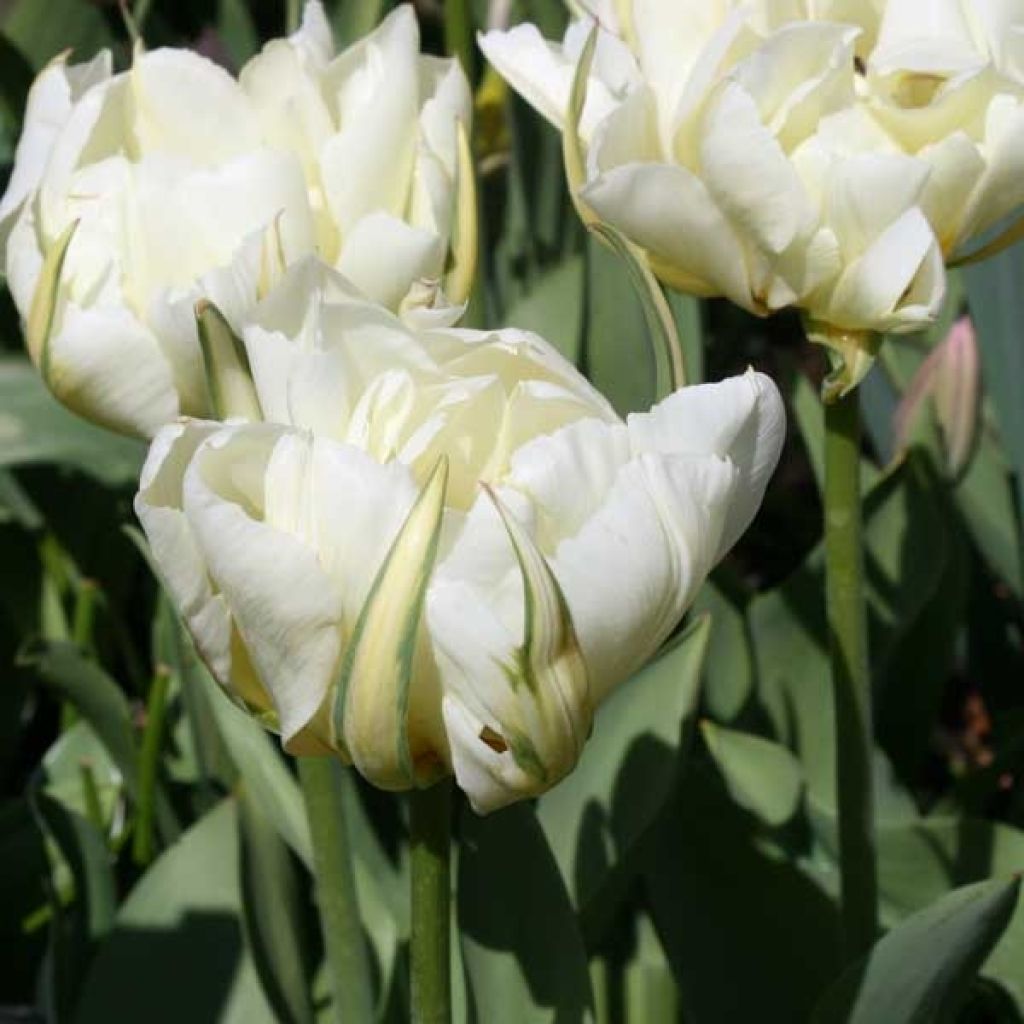 Tulipe Semi Double Exotic Emperor