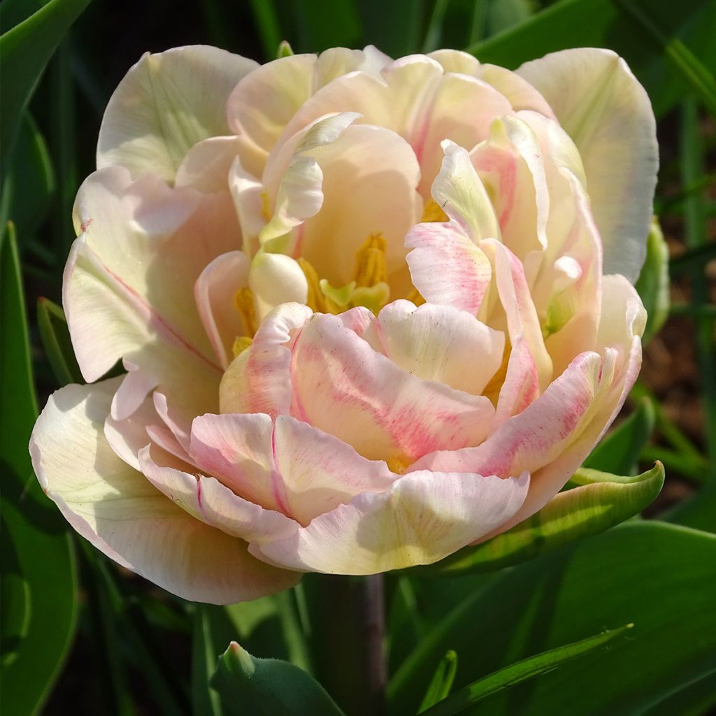 Tulipe double hâtive Foxtrot