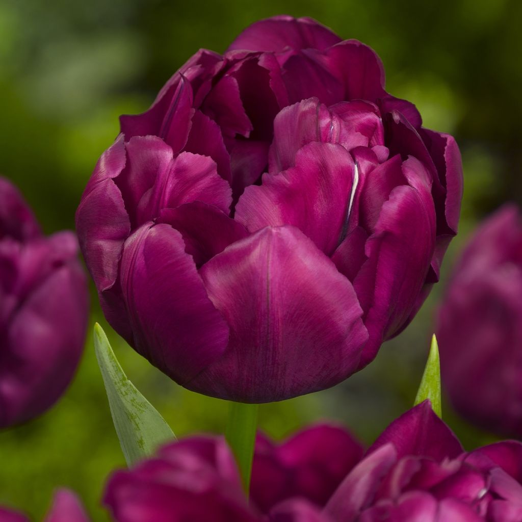 Tulipe double hâtive Alison Bradley