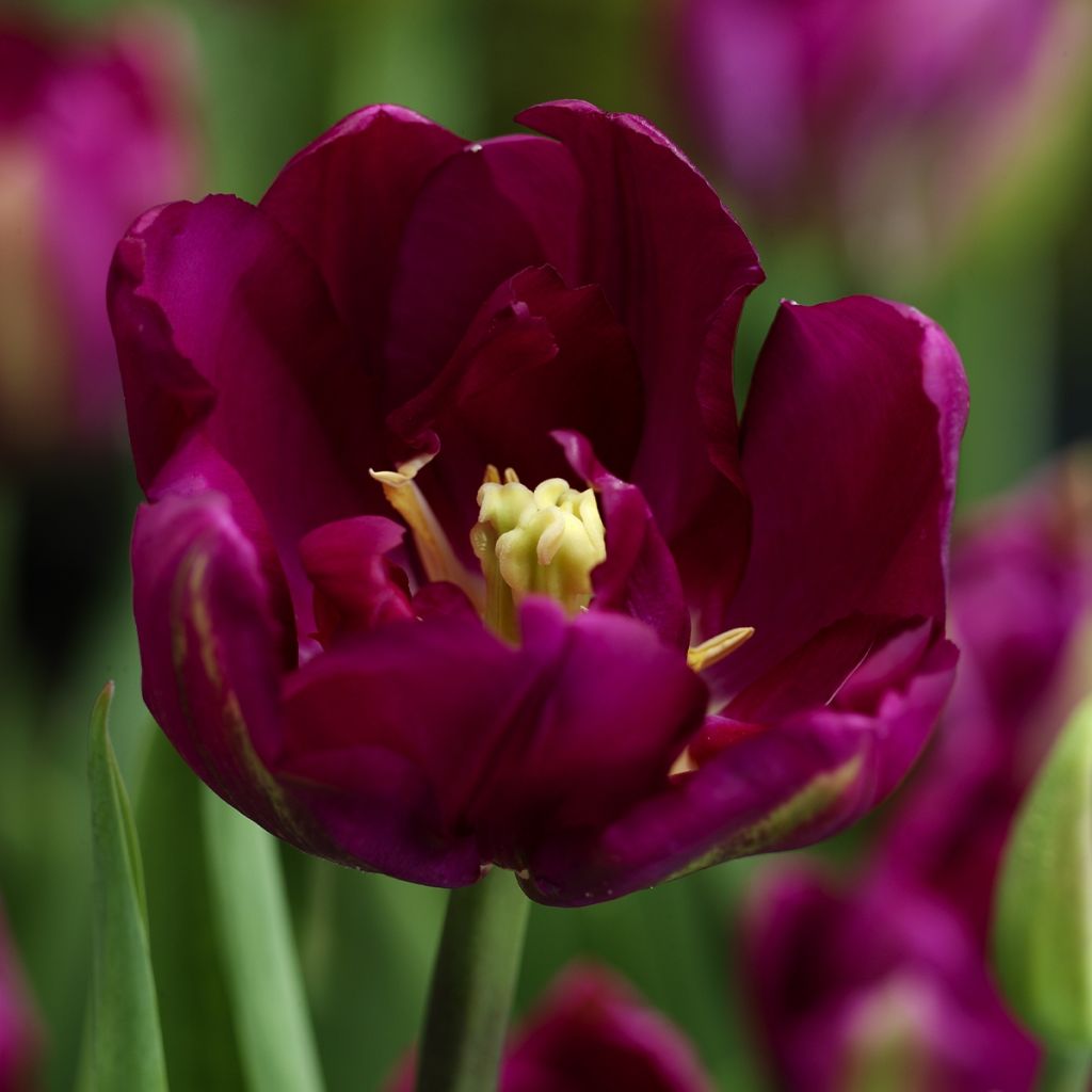 Tulipe double hâtive Alison Bradley