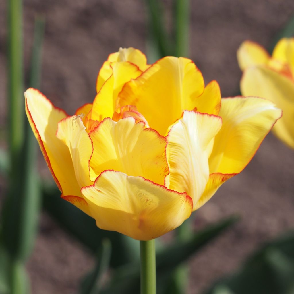 Tulipe double hâtive Aquilla 