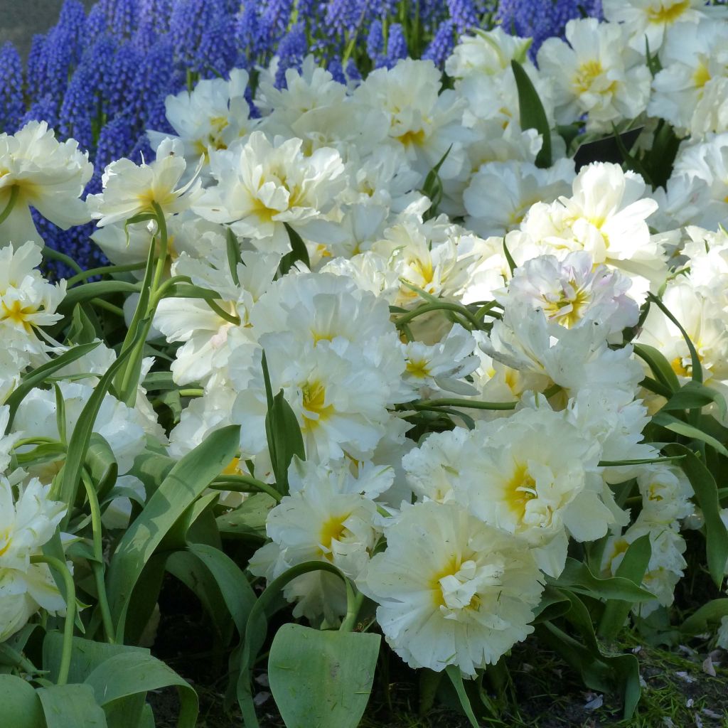 Tulipe double hâtive Cardinal Mindszenty