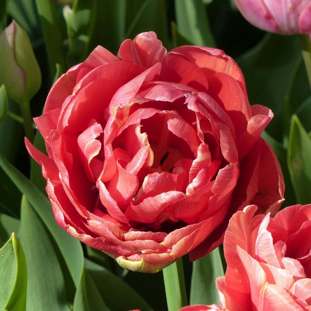 Tulipe double hâtive Copper Image