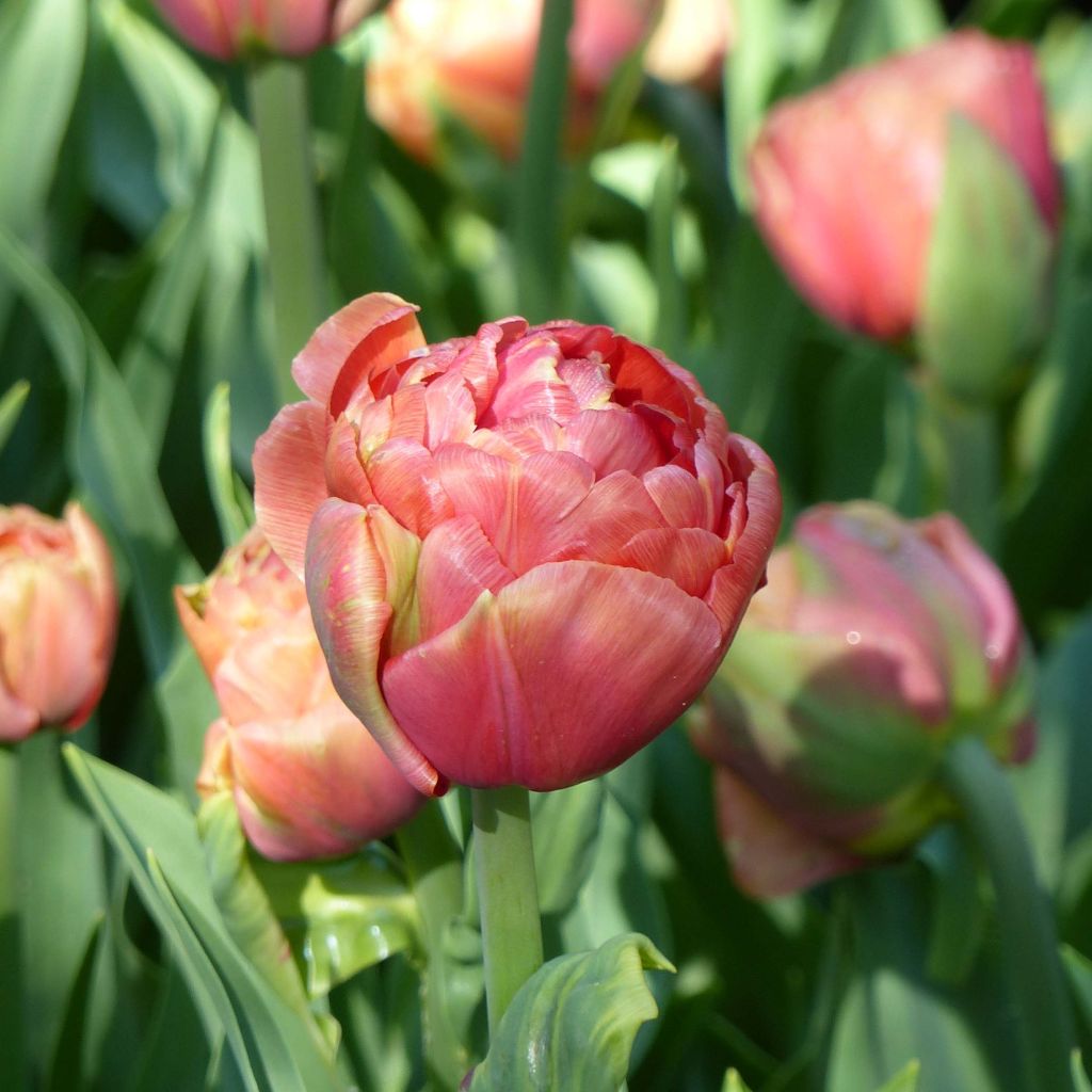 Tulipe double hâtive Copper Image