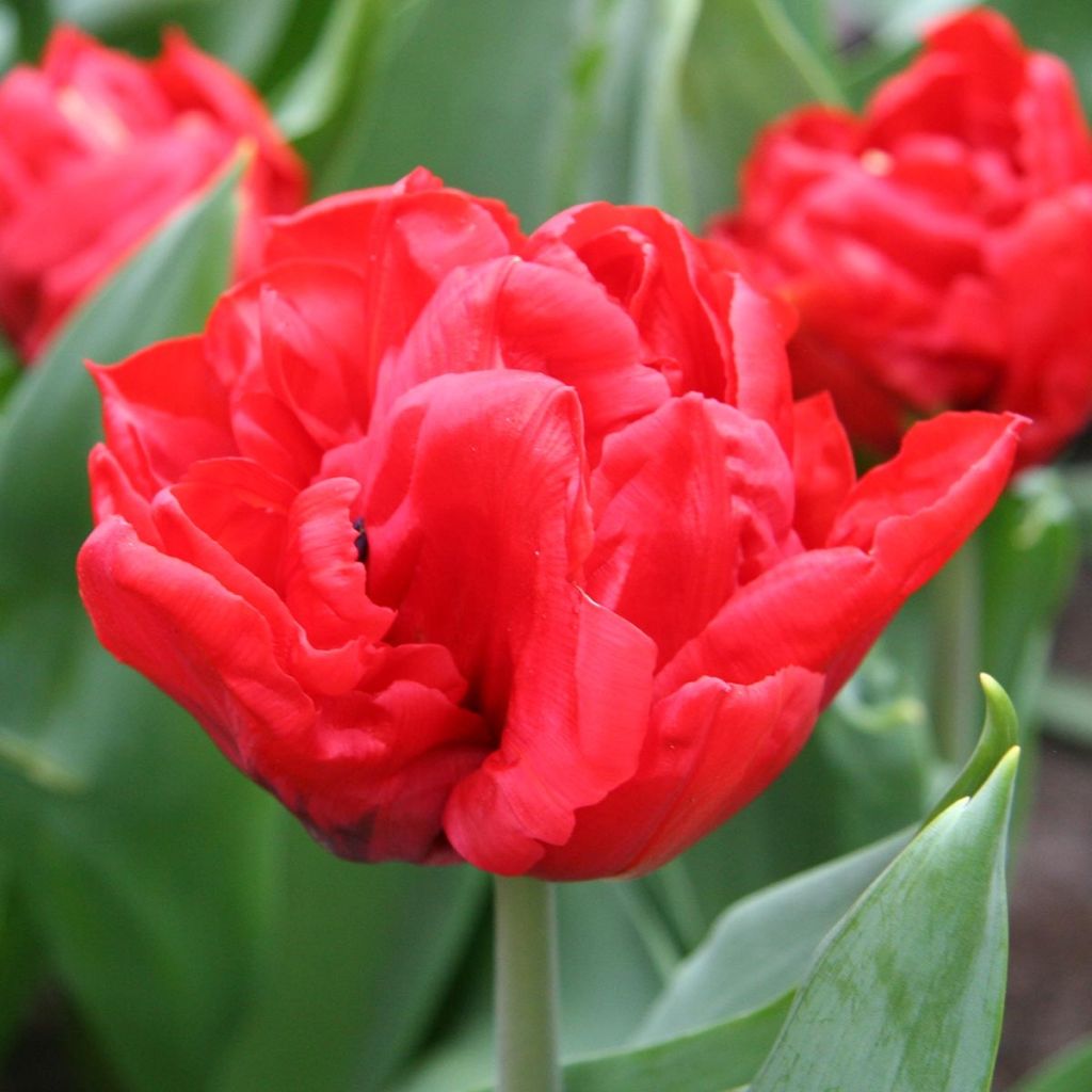 Tulipe double hâtive Elisabeth*