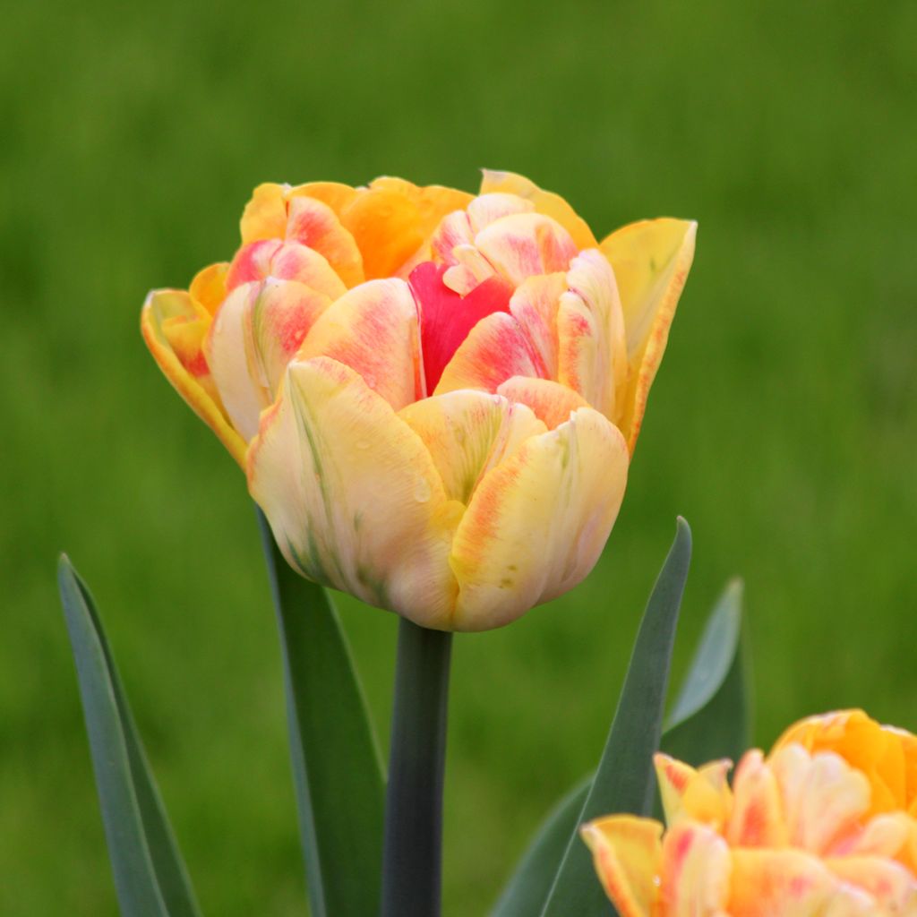Tulipe double hâtive Foxy Foxtrot
