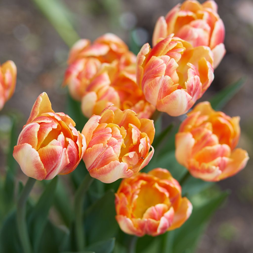 Tulipe double hâtive Foxy Foxtrot