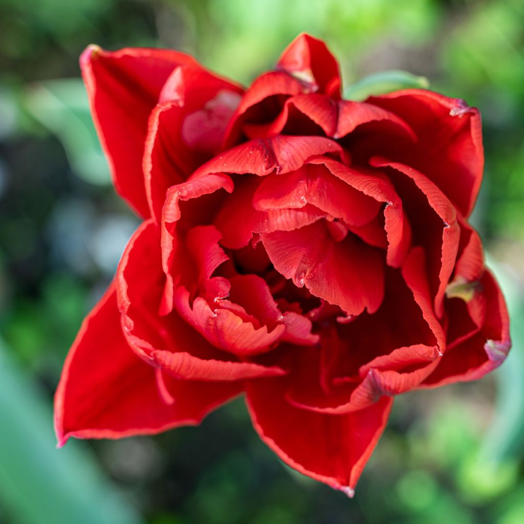 Tulipe double hâtive Largo