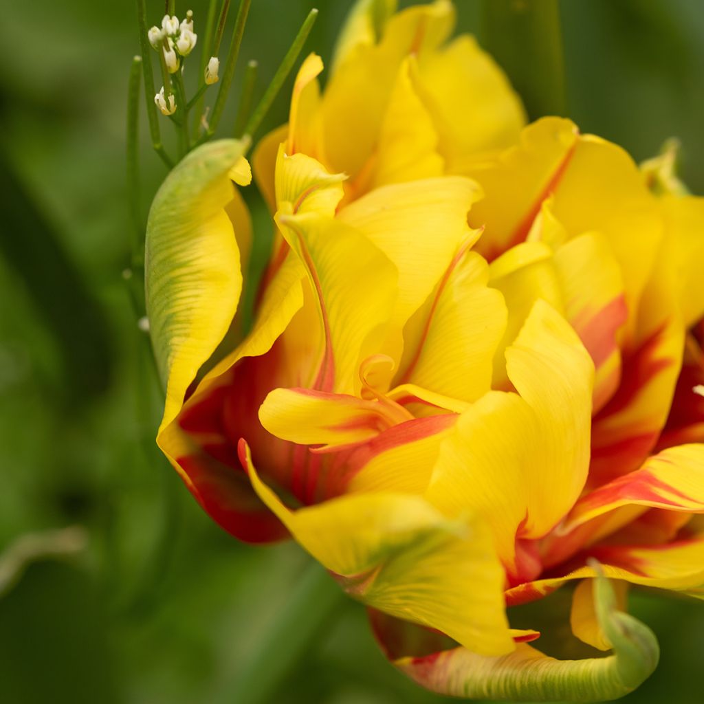 Tulipe double hâtive Monsella