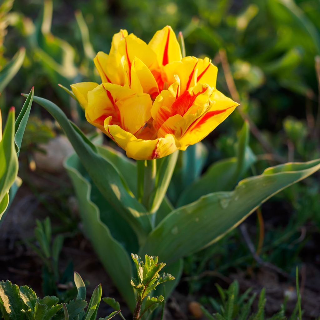 Tulipe double hâtive Monsella