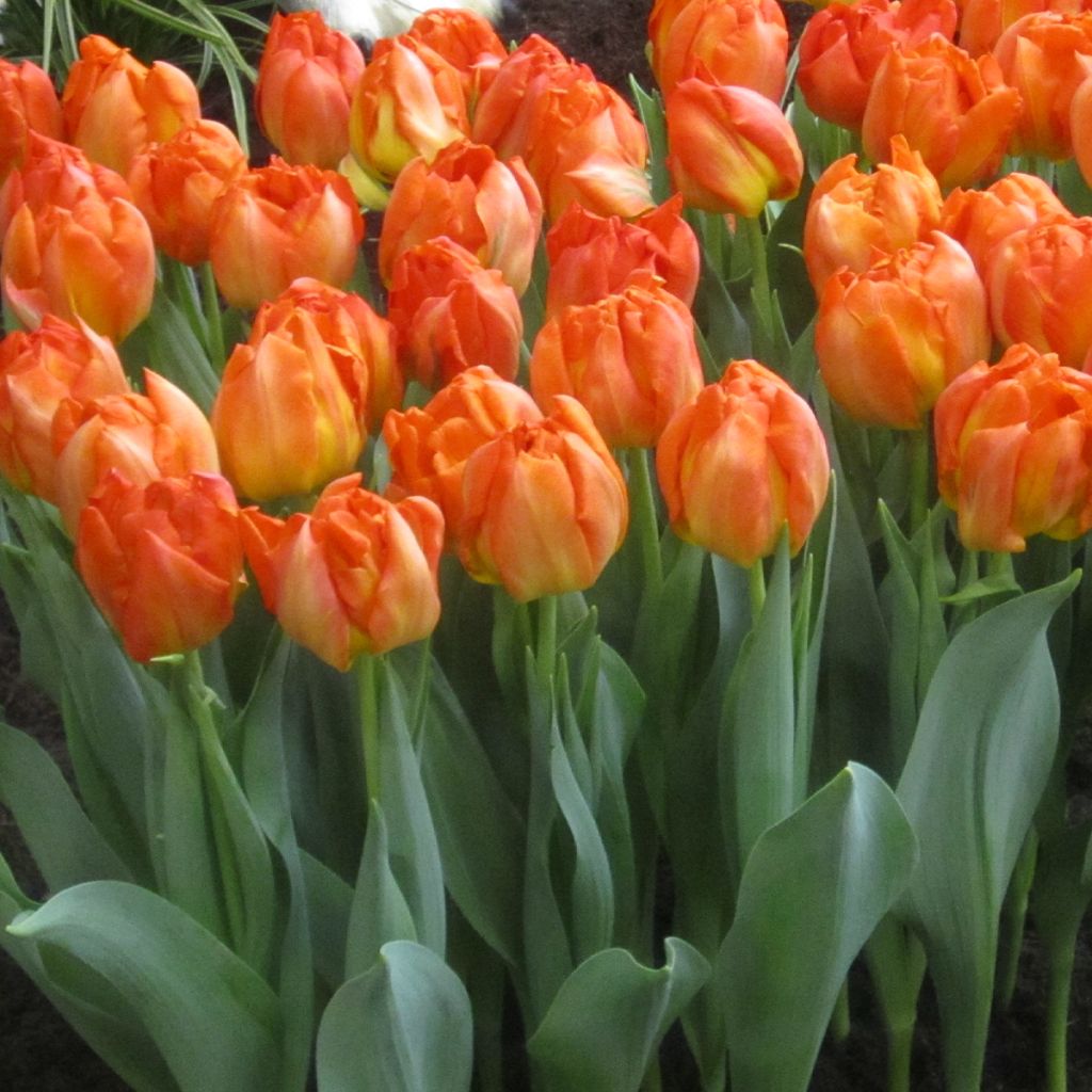 Tulipe double hâtive Monte Orange