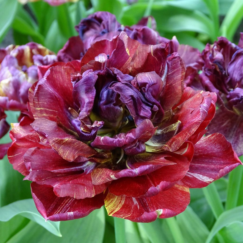 Tulipe double hative Nachtwacht