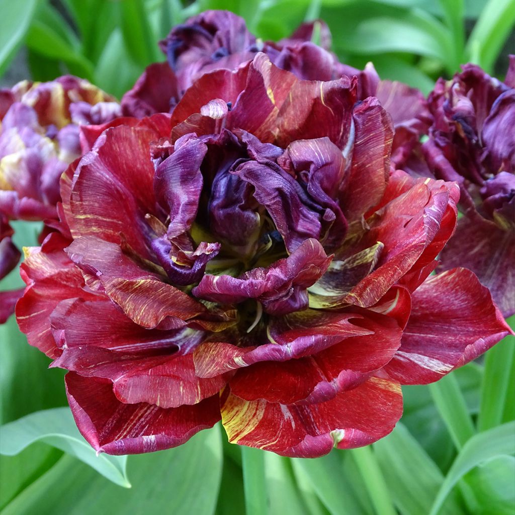 Tulipe double hative Nachtwacht