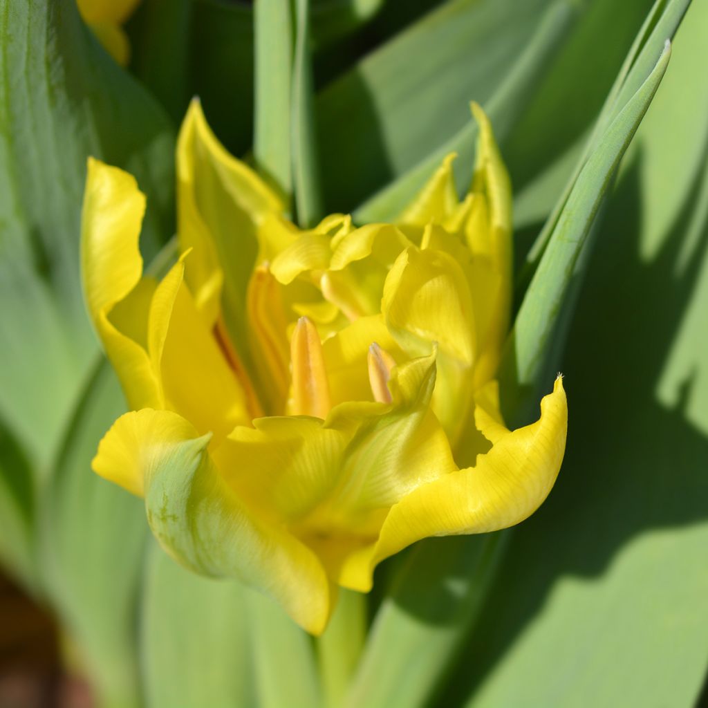 Tulipe double hâtive Yellow Baby