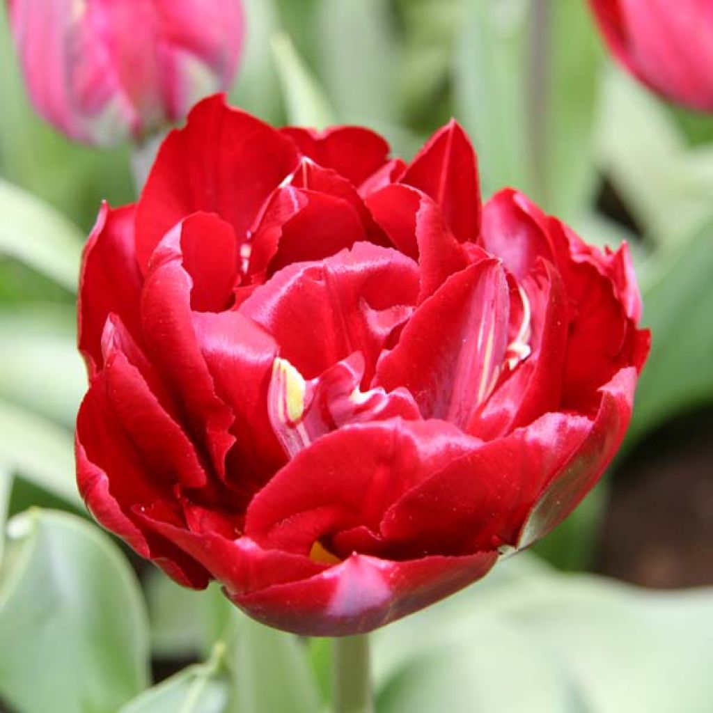 Tulipe Double Tardive Oncle Tom