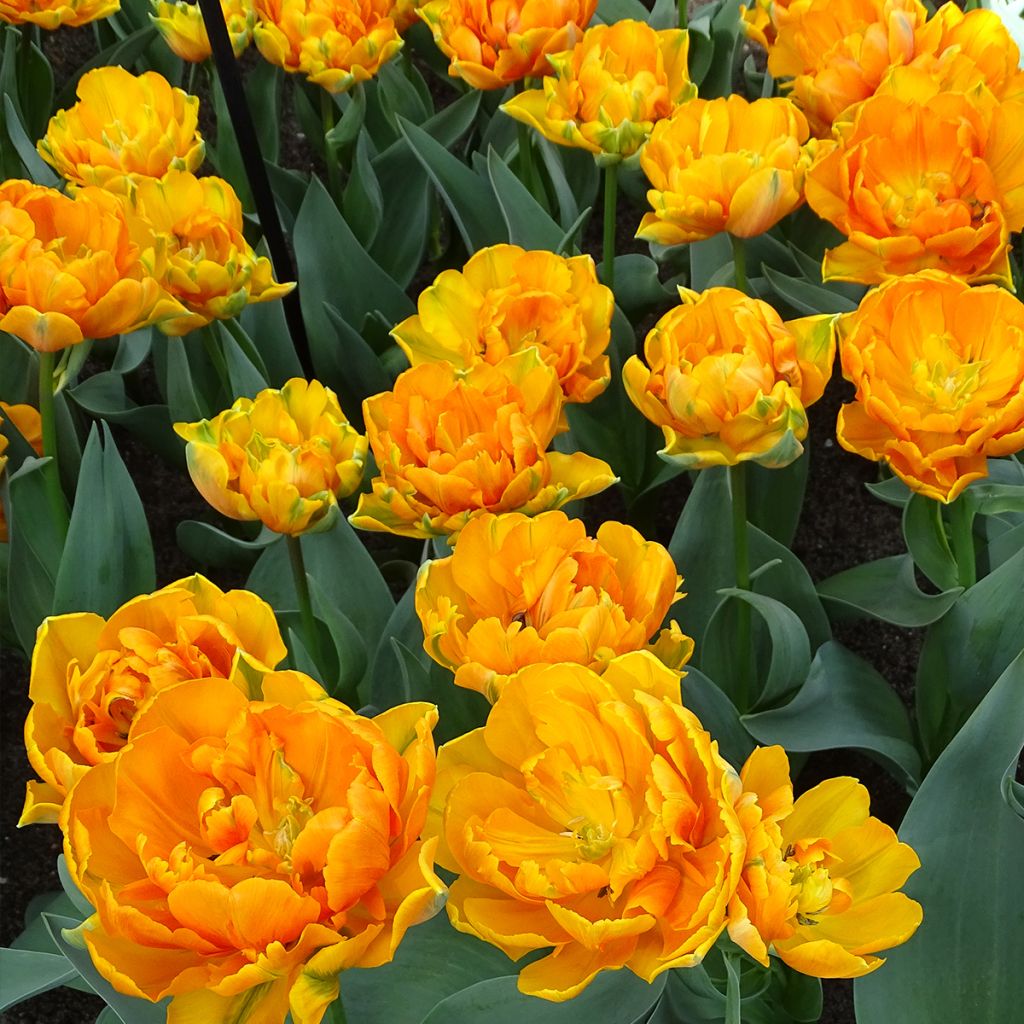 Tulipe double tardive Orange Princess - Tulipe à fleurs de pivoine