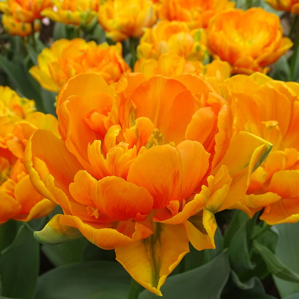 Tulipe double tardive Orange Princess - Tulipe à fleurs de pivoine
