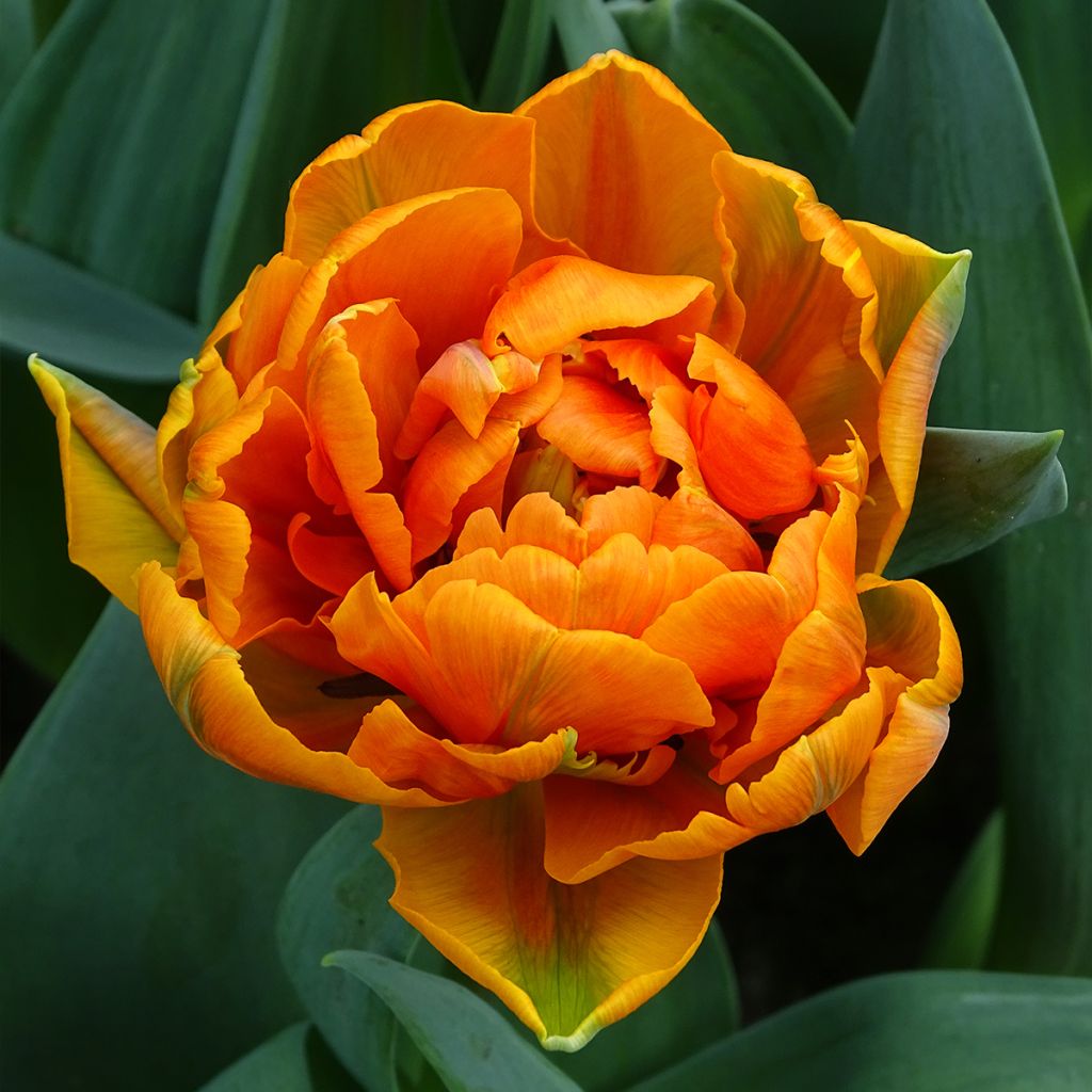 Tulipe double tardive Orange Princess - Tulipe à fleurs de pivoine