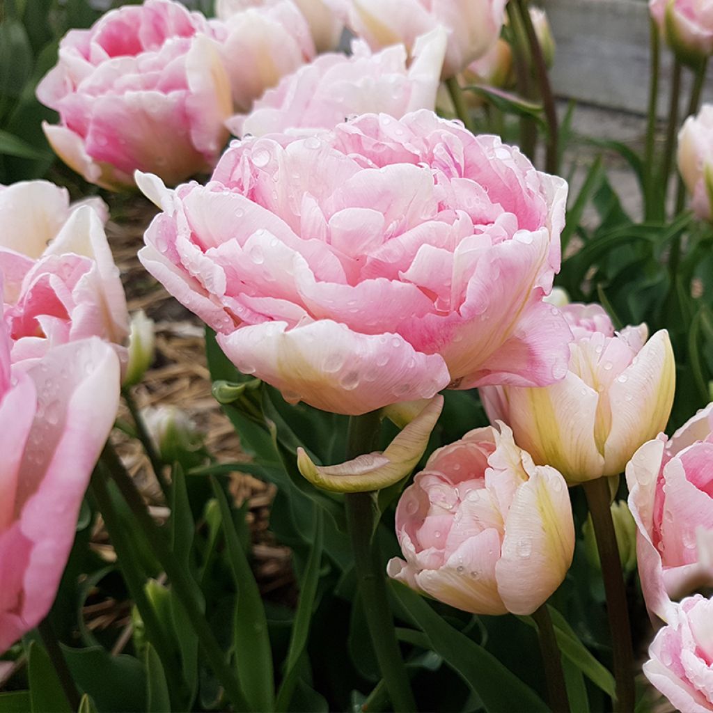 Tulipe double tardive Angelique - Tulipe à fleurs de pivoine