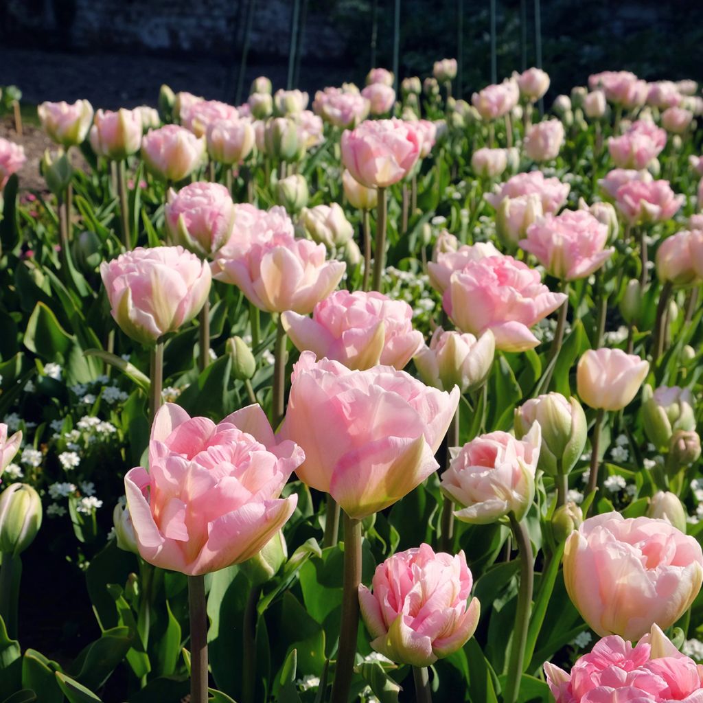 Tulipe double tardive Angelique - Tulipe à fleurs de pivoine