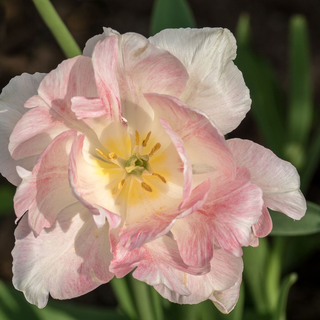 Tulipe double tardive Angelique - Tulipe à fleurs de pivoine