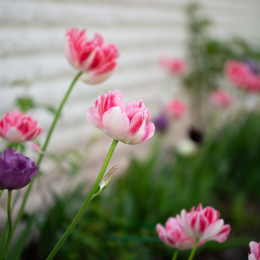 Tulipe double tardive Angelique - Tulipe à fleurs de pivoine