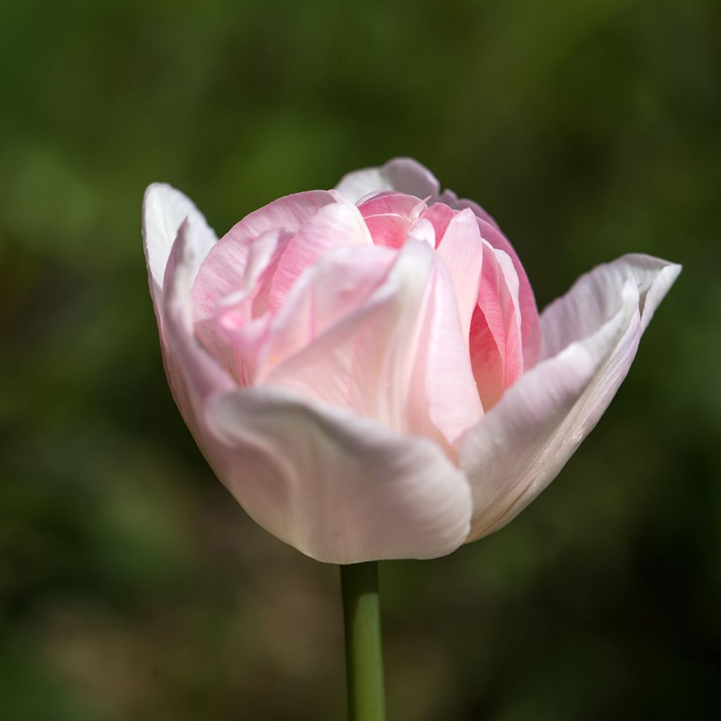 Tulipe double tardive Angelique - Tulipe à fleurs de pivoine