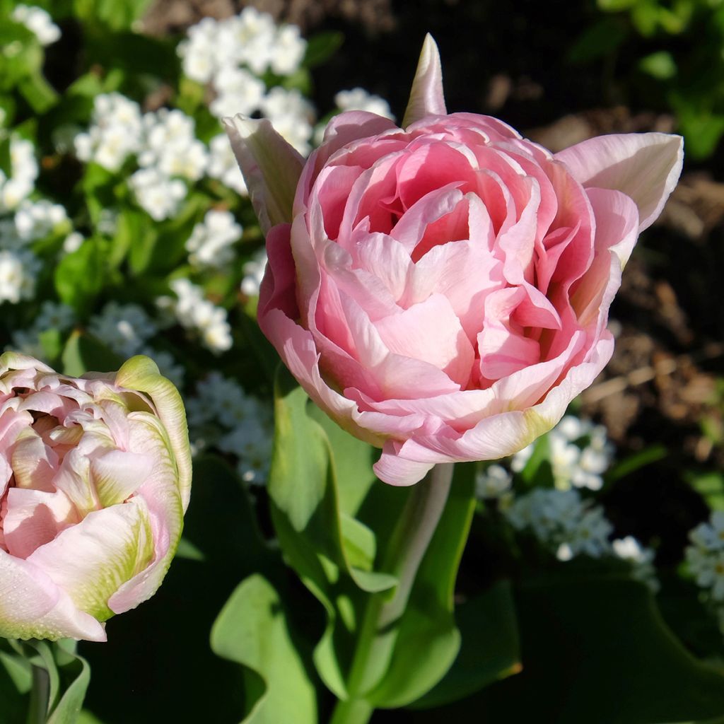 Tulipe double tardive Angelique - Tulipe à fleurs de pivoine