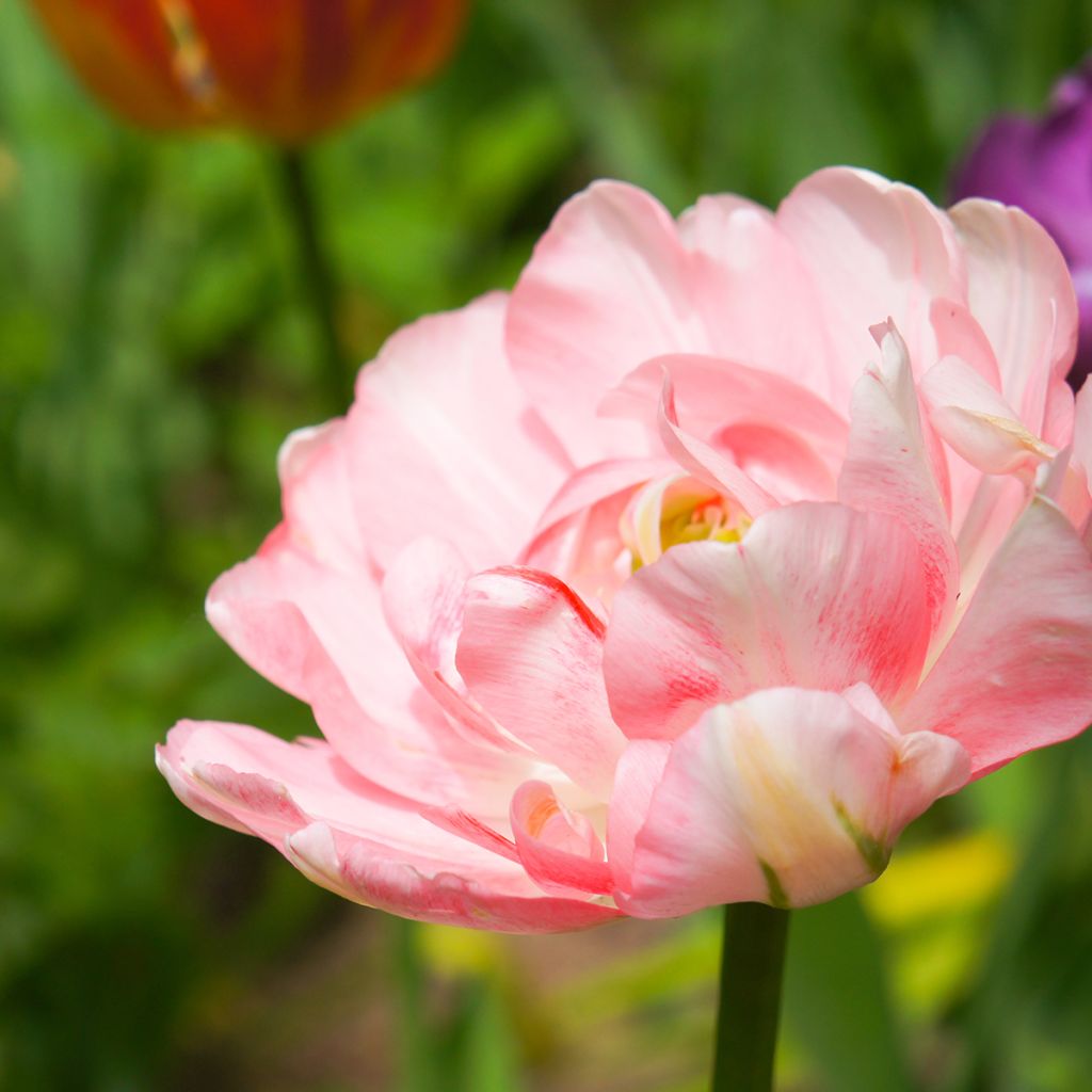 Tulipe double tardive Angelique - Tulipe à fleurs de pivoine