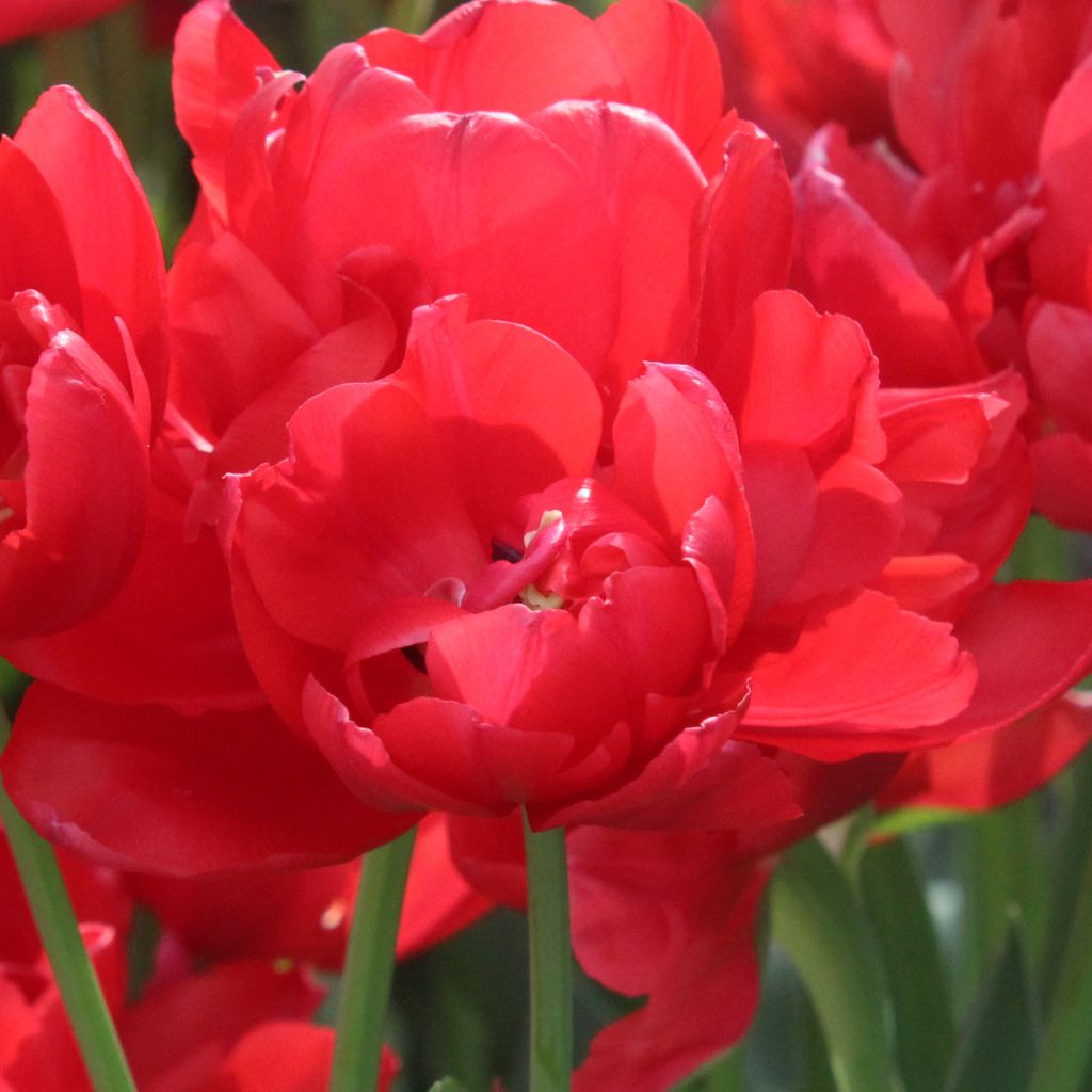 Tulipe double tardive Estatic (pluriflore)