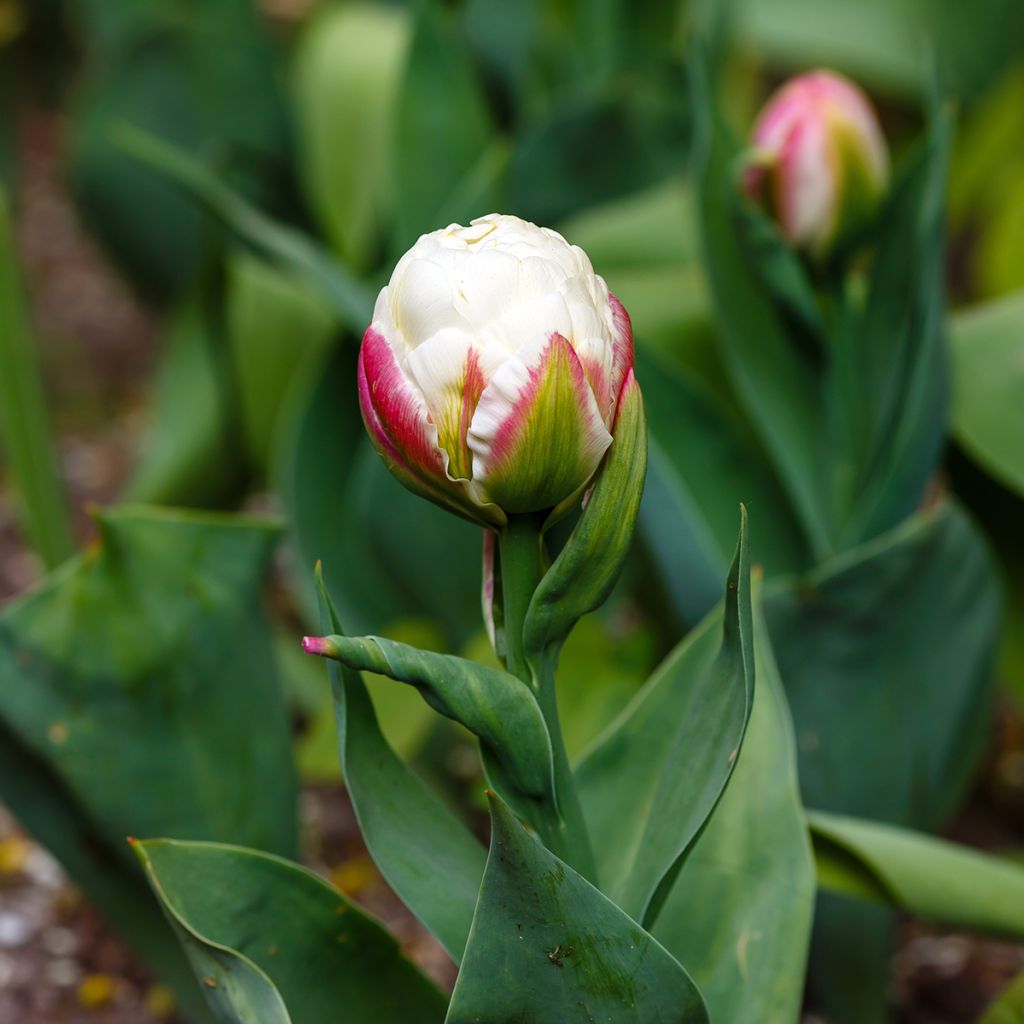 Tulipe double tardive Ice Cream