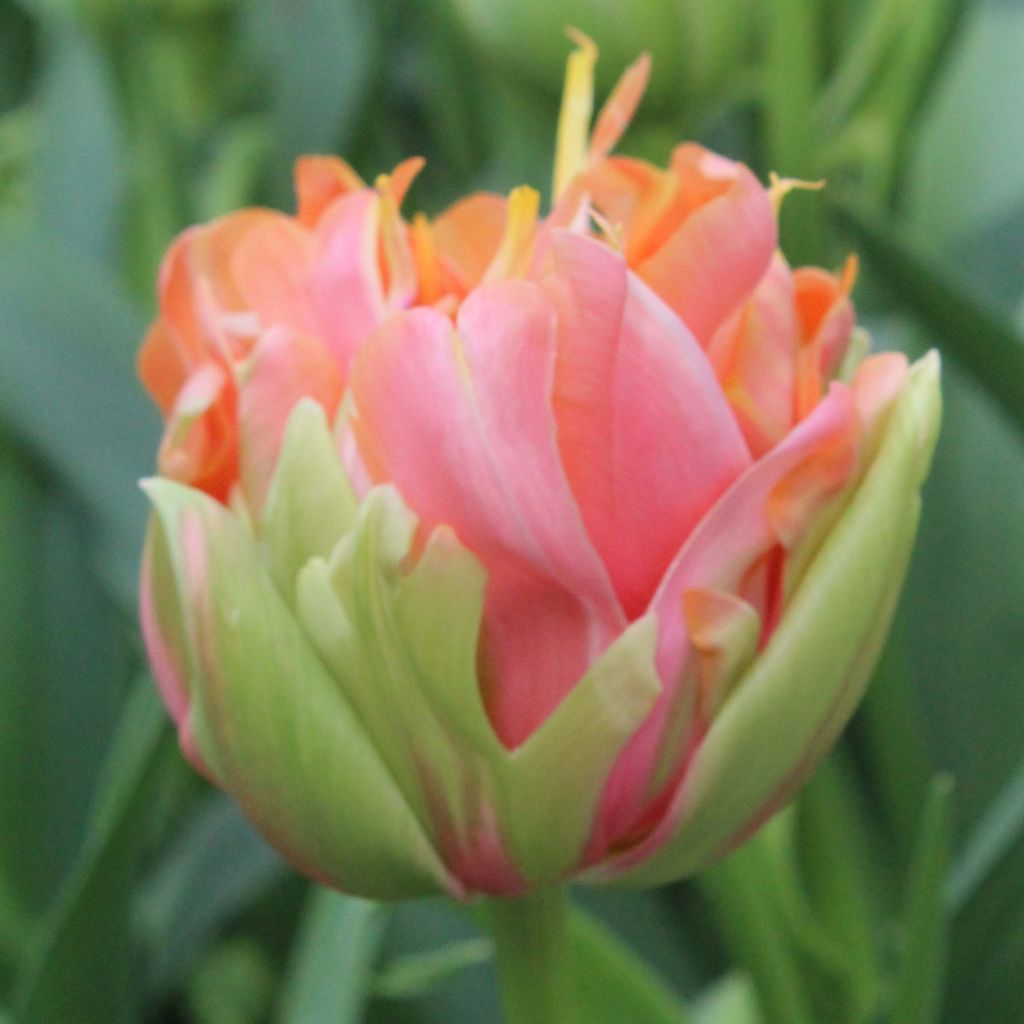 Tulipe double tardive Menton Unique