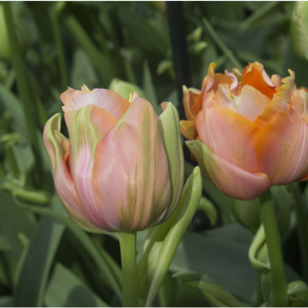 Tulipe double tardive Menton Unique