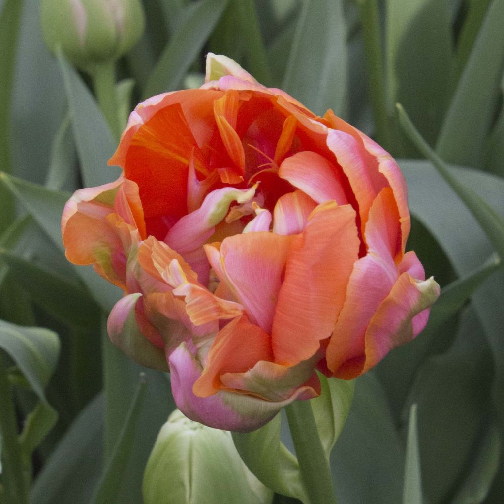 Tulipe double tardive Menton Unique
